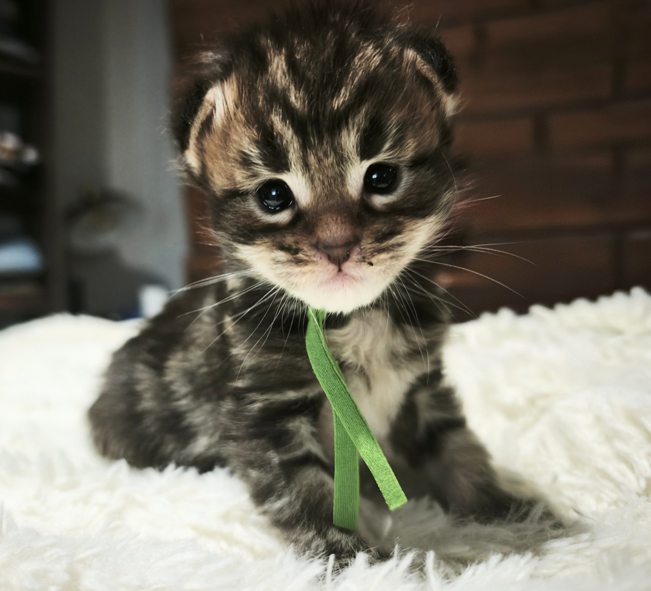 BAGHEERA - 5