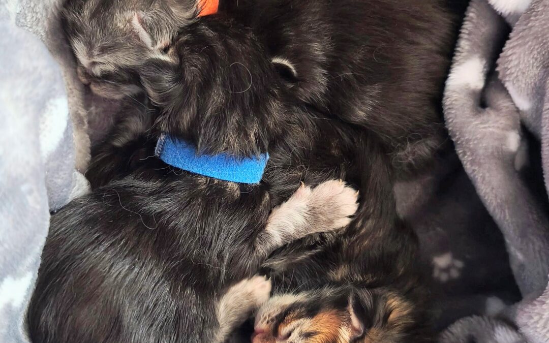 Heureux événement à la Chatterie