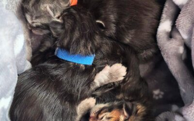 Heureux événement à la Chatterie