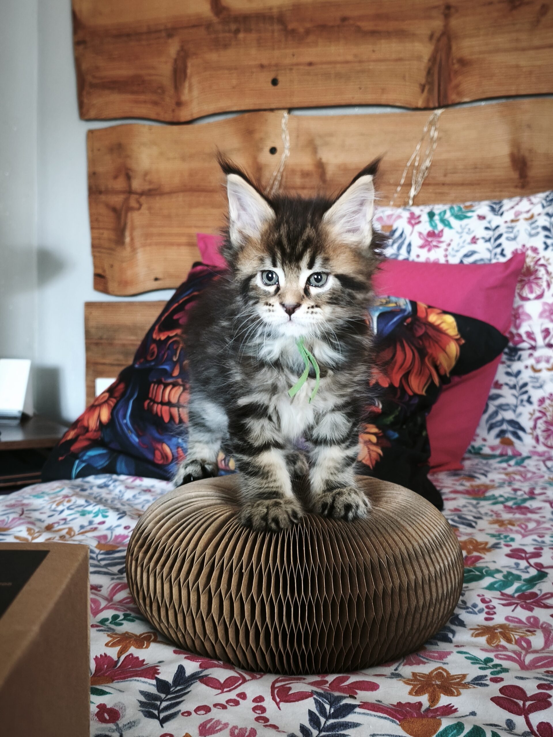 BAGHEERA - 19